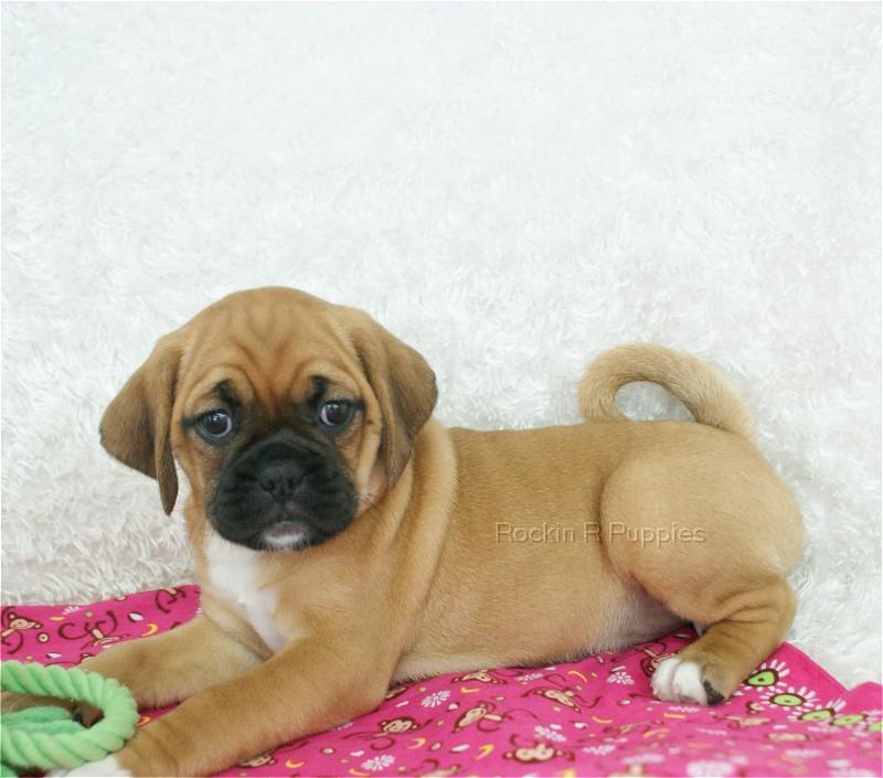 Milly Puggle Rockin R Puppies